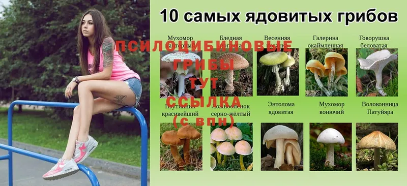 наркота  Зубцов  Галлюциногенные грибы Psilocybe 